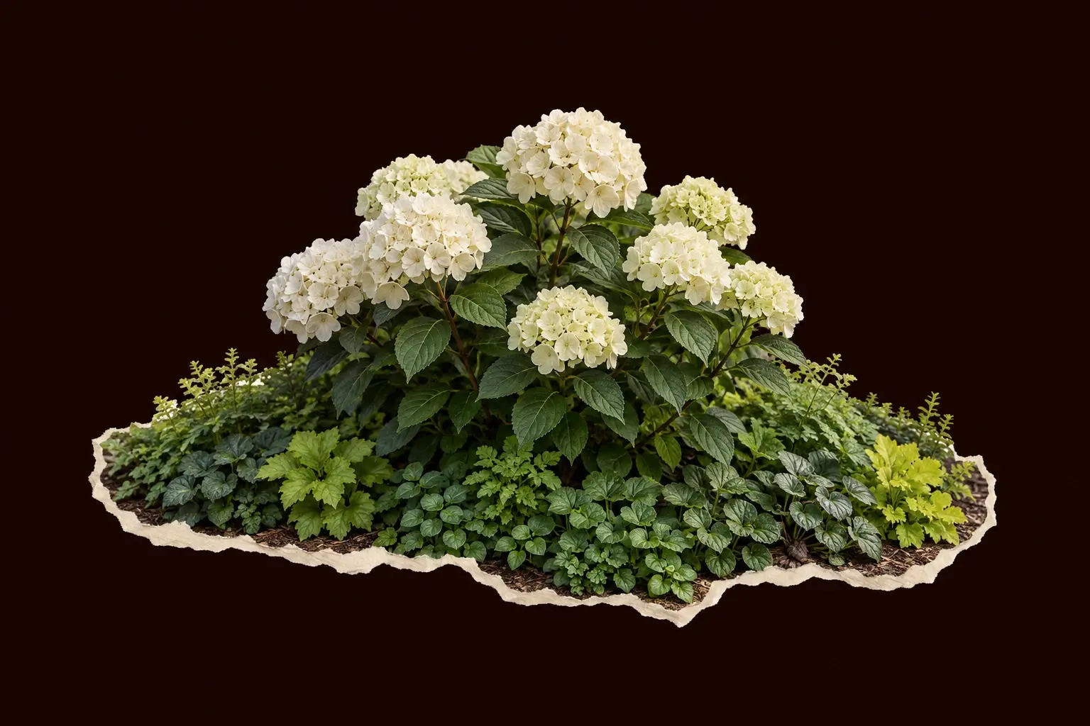 Witte bolhortensia midden op tuinhoogte omringd door groene bodembedekkers